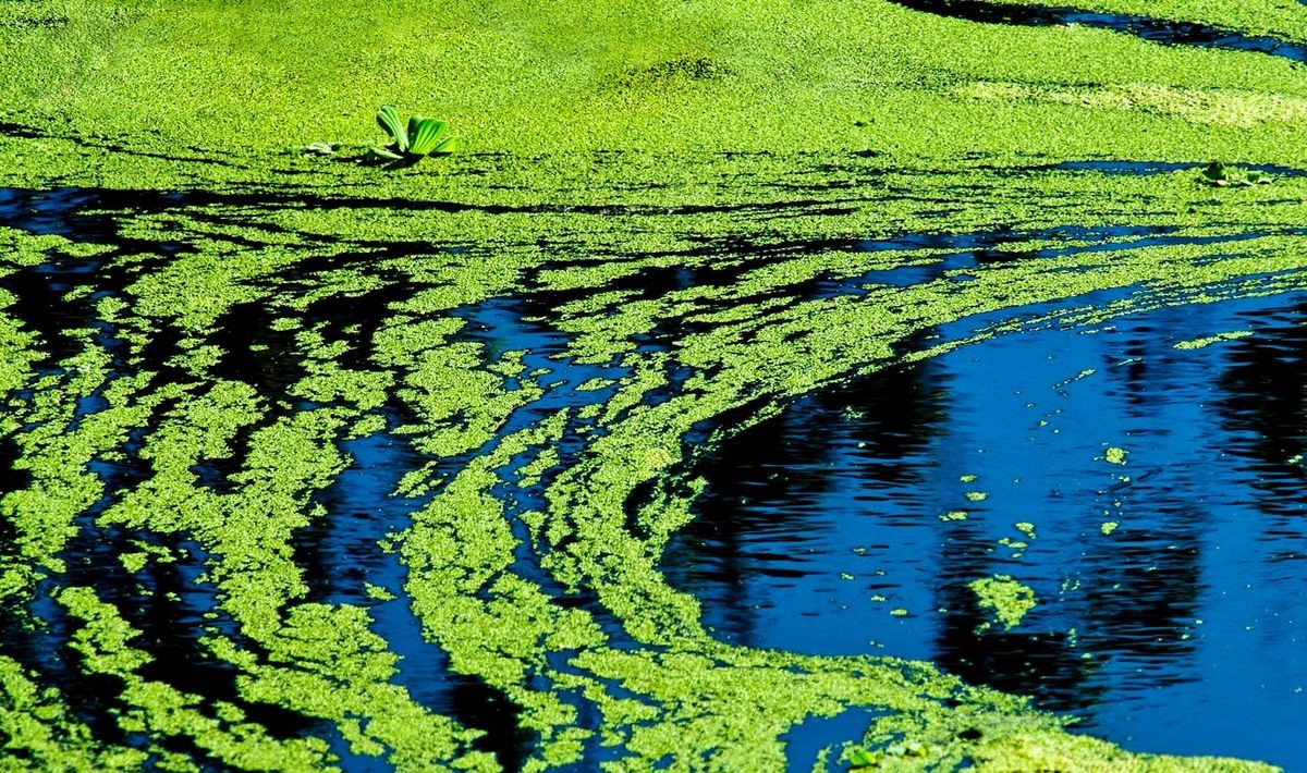 Blue-green algae Cyanobacteria Spirulina Side Effects