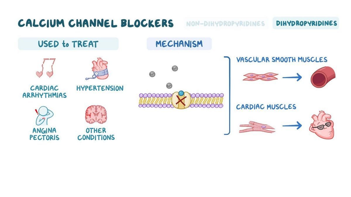 Calcium Channel Blockers CCBs vs ACE Inhibitors
