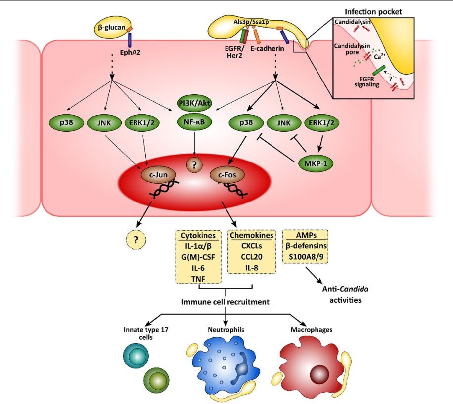 Candida Albicans Immunity Uses Side Effects Dosage