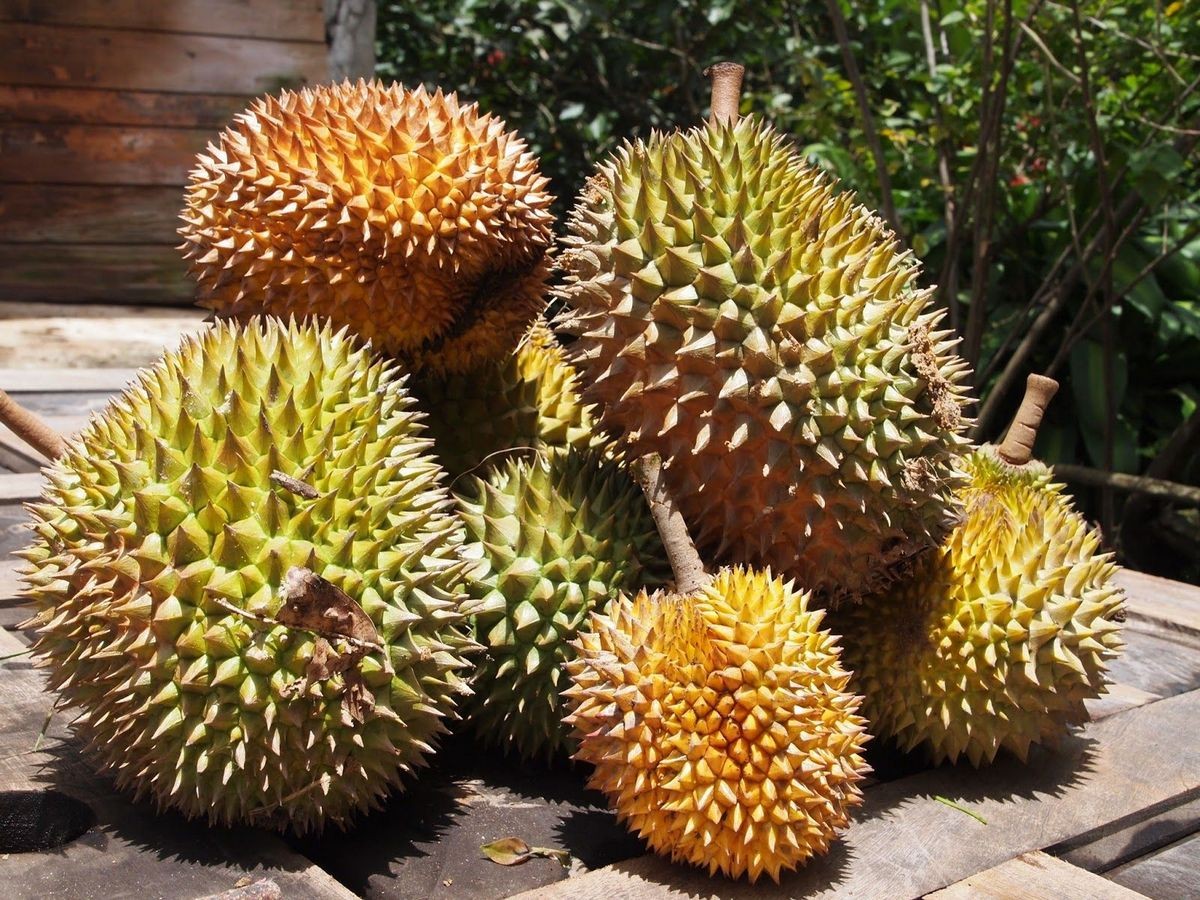Durian Fruit Potent Smell but Incredibly Nutritious 6 Benefits