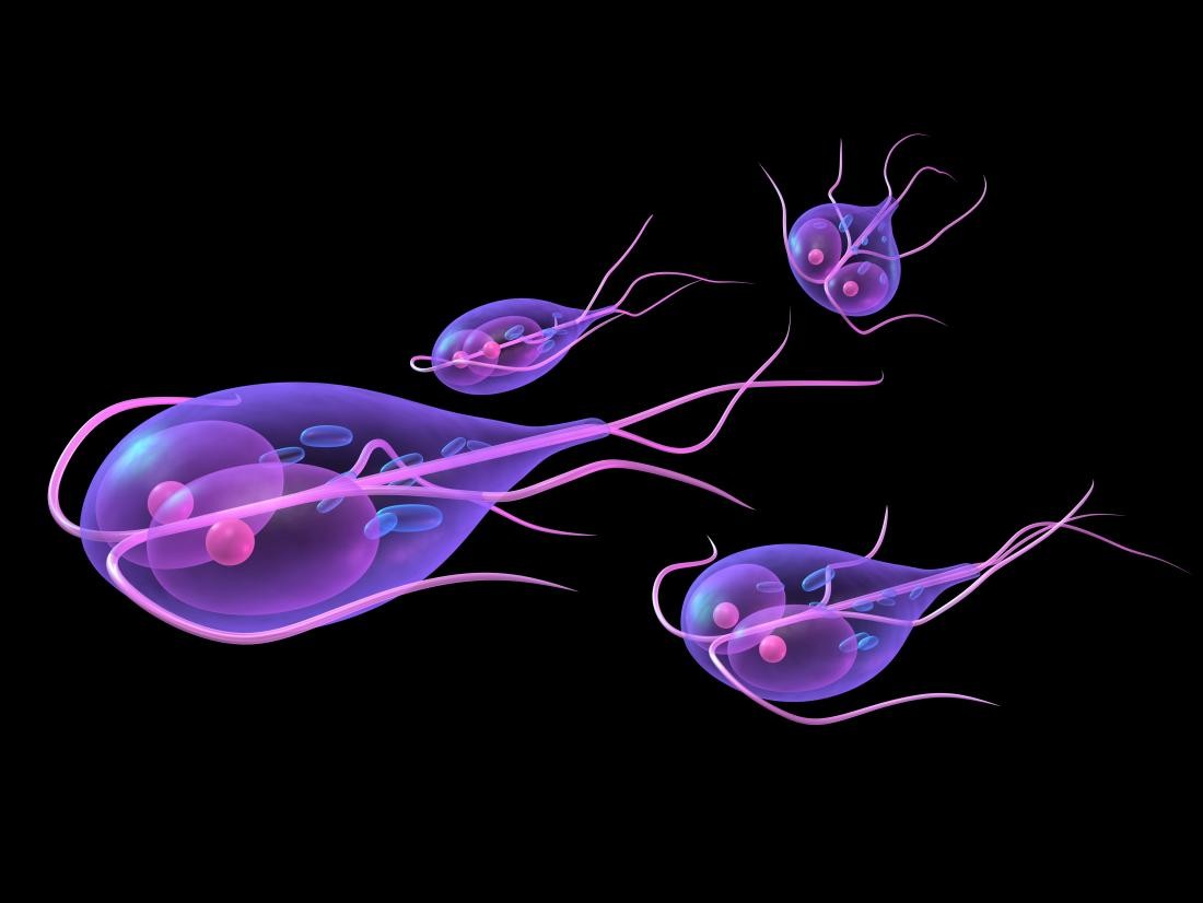 Giardia Lamblia Giardiasis Causes Symptoms Treatment