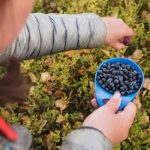10 Emerging Health Benefits of Bilberries Uses Side Effects