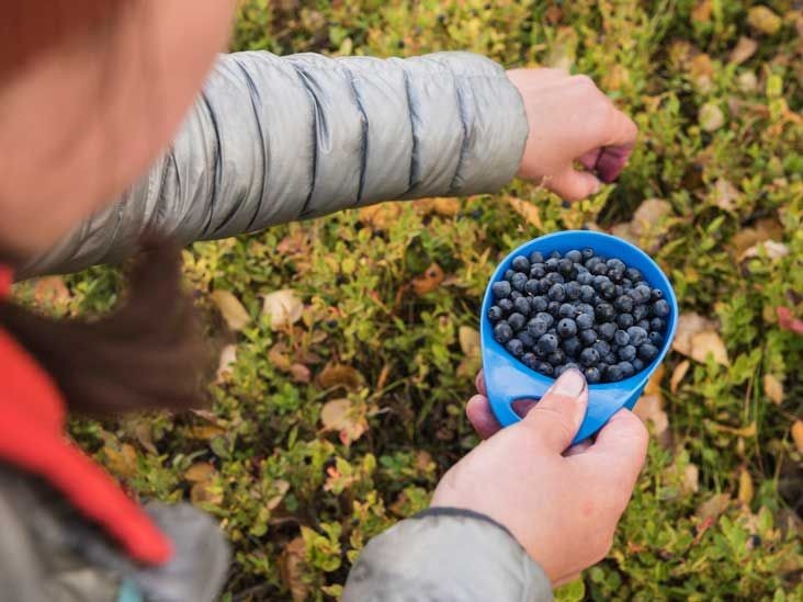 10 Emerging Health Benefits of Bilberries Uses Side Effects