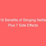16 Benefits of Stinging Nettle Plus 7 Side Effects
