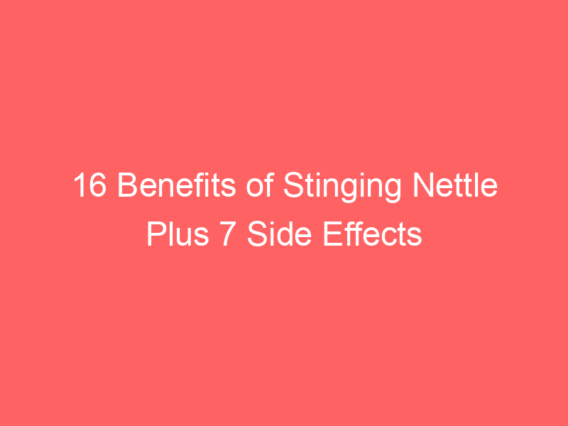 16 Benefits of Stinging Nettle Plus 7 Side Effects