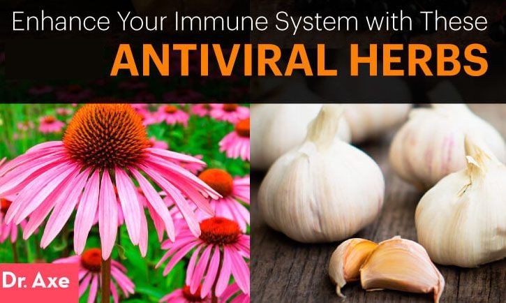 16 Best Antiviral Herbs and Supplements To Boost Your Immune System and Keep You Healthy
