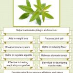 8 Health Benefits of Lemon Verbena Uses Side Effects Tea