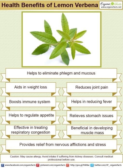 8 Health Benefits of Lemon Verbena Uses Side Effects Tea