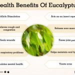 8 Medicinal Health Benefits of Eucalyptus Leaves