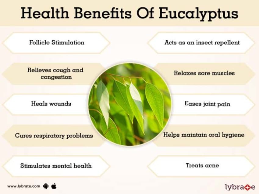 8 Medicinal Health Benefits of Eucalyptus Leaves