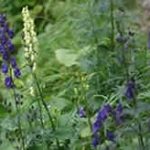 Aconite Back Pain Uses Side Effects Dosage