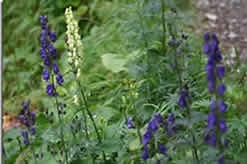 Aconite Back Pain Uses Side Effects Dosage