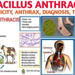 Anthrax Bacillus Anthracis Causes Symptoms Diagnosis Treatment
