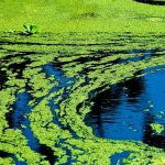 Blue-green algae Cyanobacteria Spirulina Side Effects