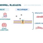 Calcium Channel Blockers CCBs vs ACE Inhibitors
