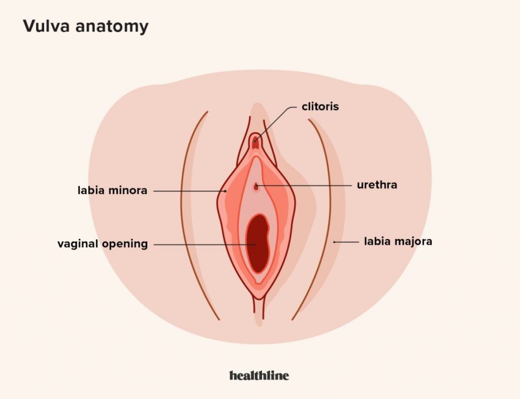 Can Vulvar Cancer Be Cured Treatment Risks 4 Stages