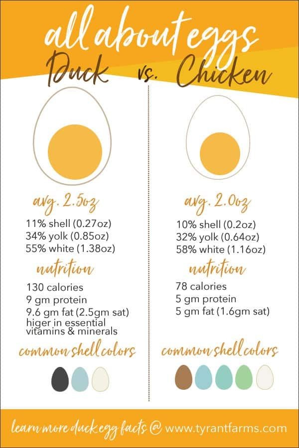 Duck Eggs vs Chicken Eggs Nutrition Benefits Chart Taste