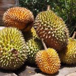 Durian Fruit Potent Smell but Incredibly Nutritious 6 Benefits