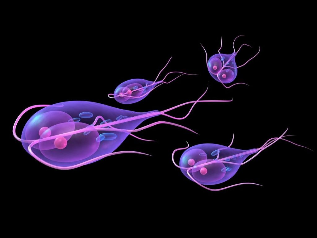 Giardia Lamblia Giardiasis Causes Symptoms Treatment