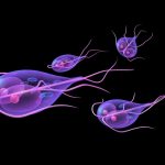 Giardia Lamblia Giardiasis Causes Symptoms Treatment