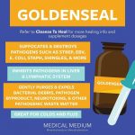 Goldenseal Common Cold Uses Warnings Side Effects Dosage