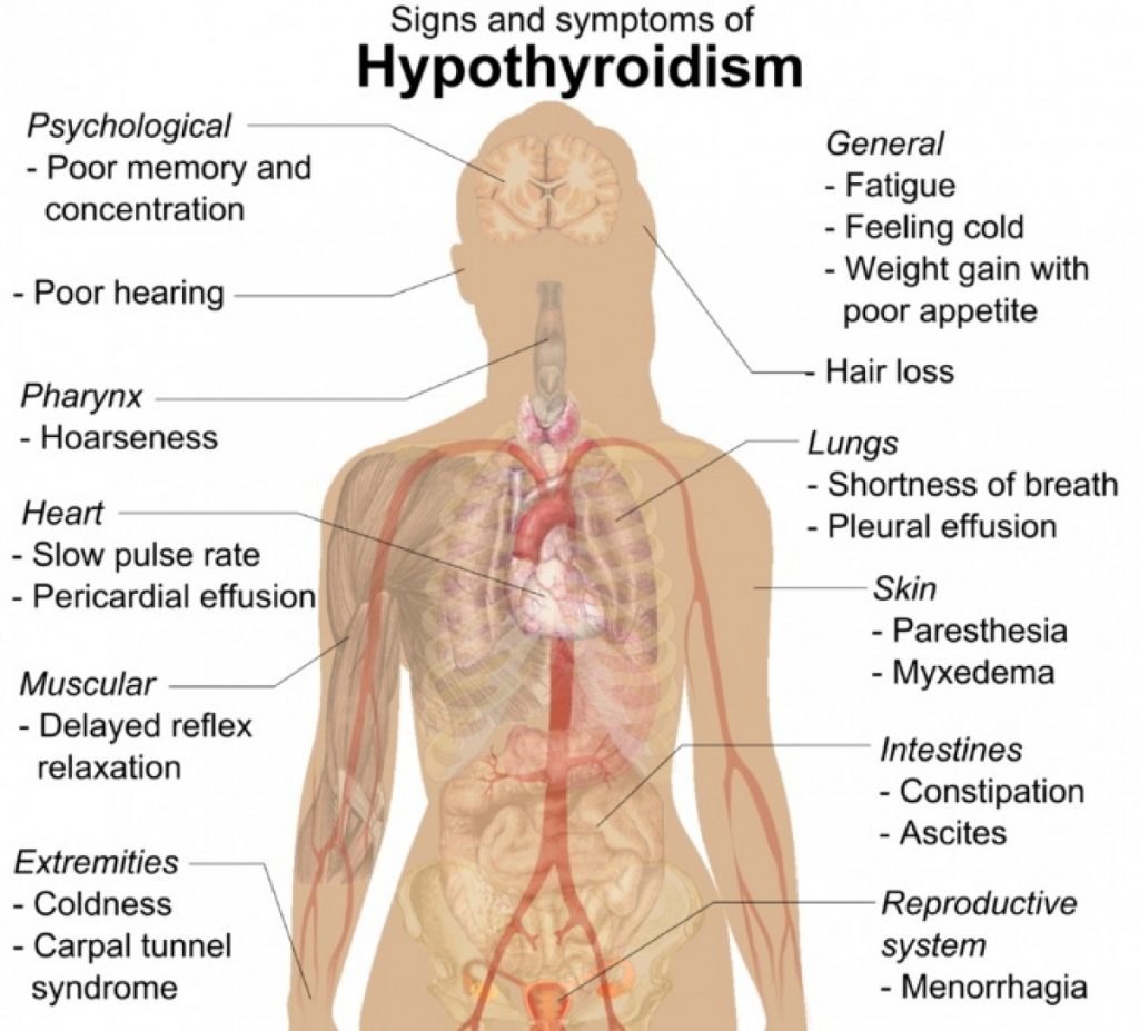 How Does Ashwagandha Affect the Thyroid for Hypothyroidism and Hyperthyroidism