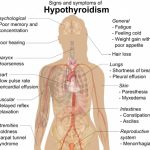 How Does Ashwagandha Affect the Thyroid for Hypothyroidism and Hyperthyroidism