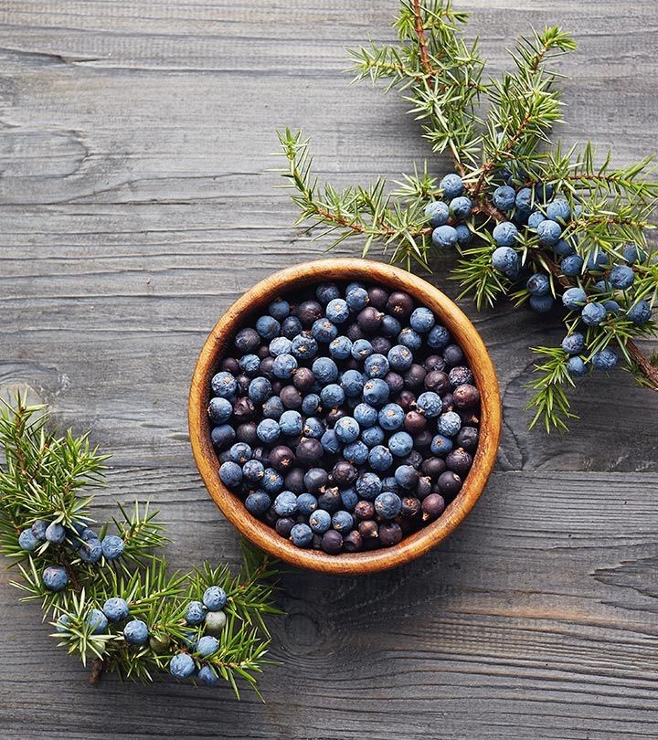 Juniper Herbal Uses Side Effects Dosage