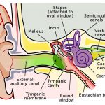 Labyrinthitis Causes Ear Symptoms Treatments Medications
