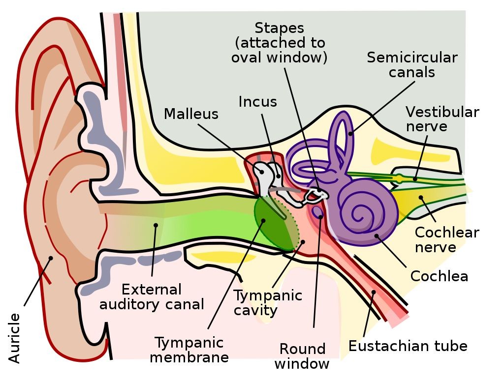 Labyrinthitis Causes Ear Symptoms Treatments Medications