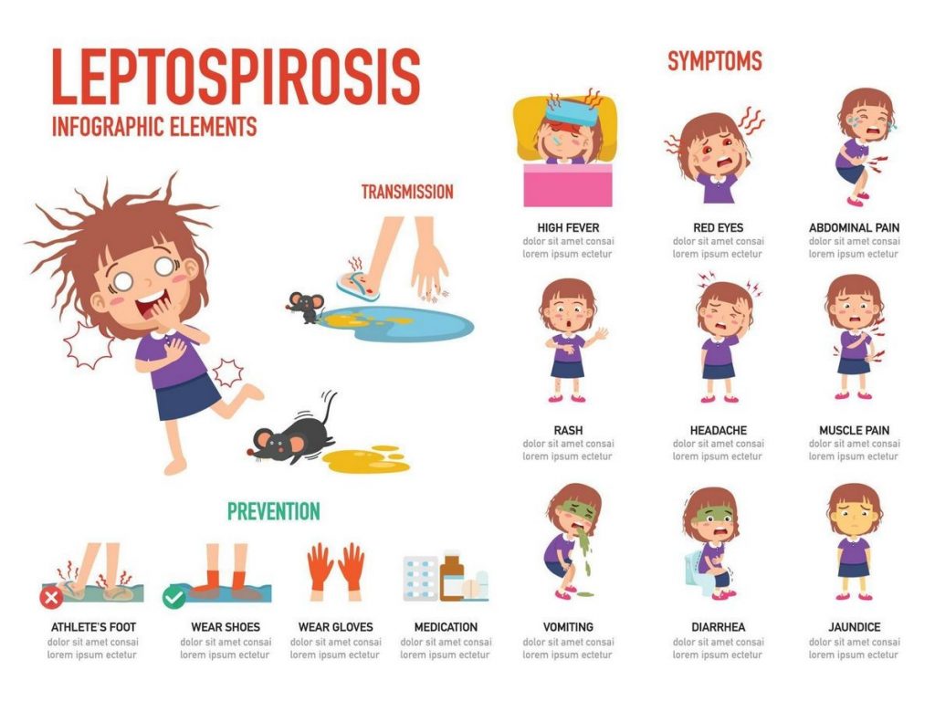 Leptospirosis Vaccine Symptoms Treatment Diagnosis