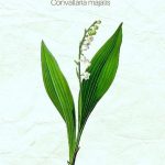 Lily of the Valley Herbal Uses Benefits Side Effects