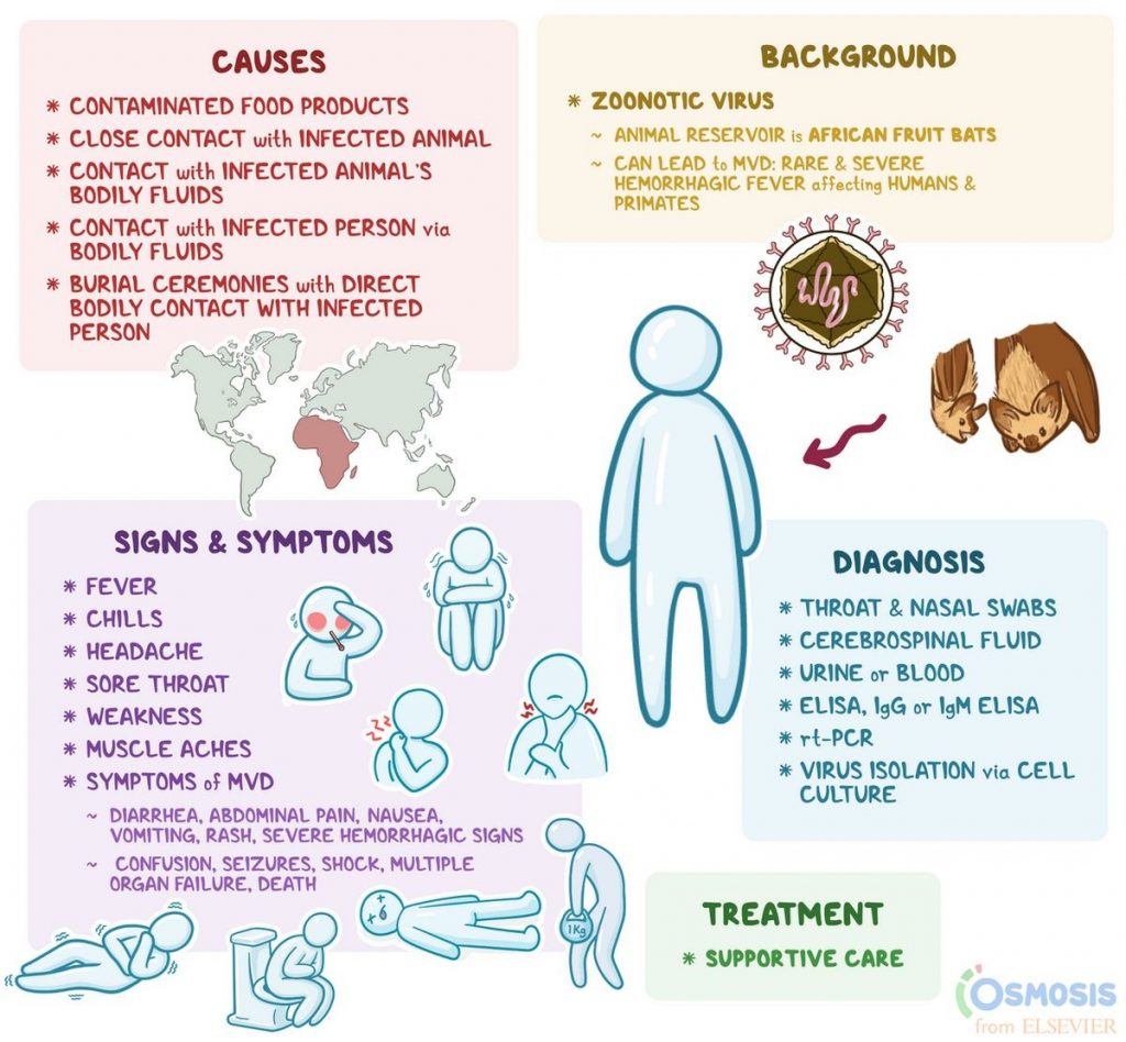 Marburg Virus Disease Symptoms Diagnosis Treatment Mortality Rate