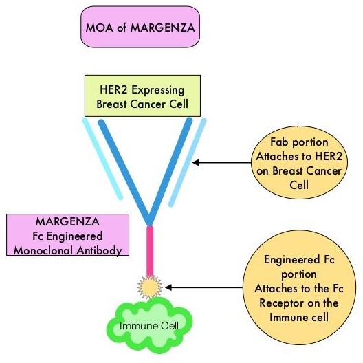 Margenza HER2 Breast Cancer Treatment Side Effects Warnings