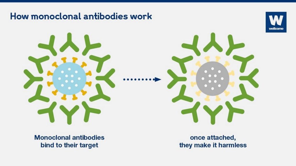 Monoclonal Antibodies Uses Types Side Effects COVID-19