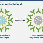 Monoclonal Antibodies Uses Types Side Effects COVID-19