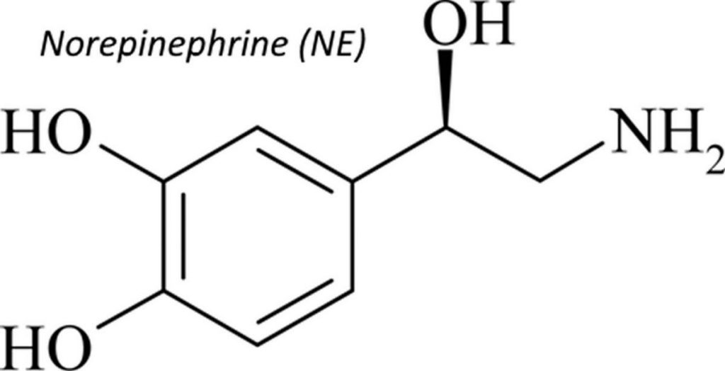 Norepinephrine Hypotension Uses Warnings Side Effects Dosage