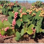 Opuntia Ficus-Indica Benefits Uses Side Effects
