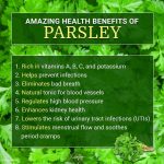 Parsley UTI Uses Benefits Side Effects