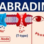 Side Effects of Corlanor ivabradine Interactions Warnings