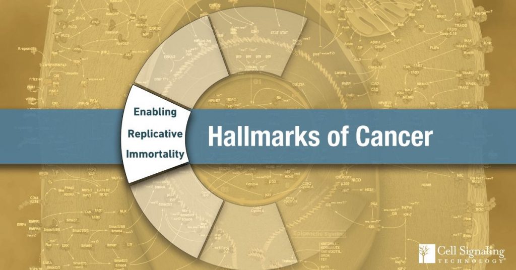 Targeted Therapy What Is Replicative Immortality in Cancer