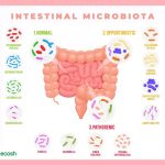 The Benefits of Bifidobacterium and Foods Rich in This Good Bacteria