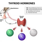 Thyroid Replacement Hormones Side Effects and Dosage