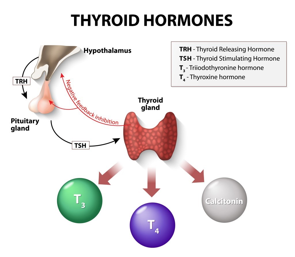 Thyroid Replacement Hormones Side Effects and Dosage