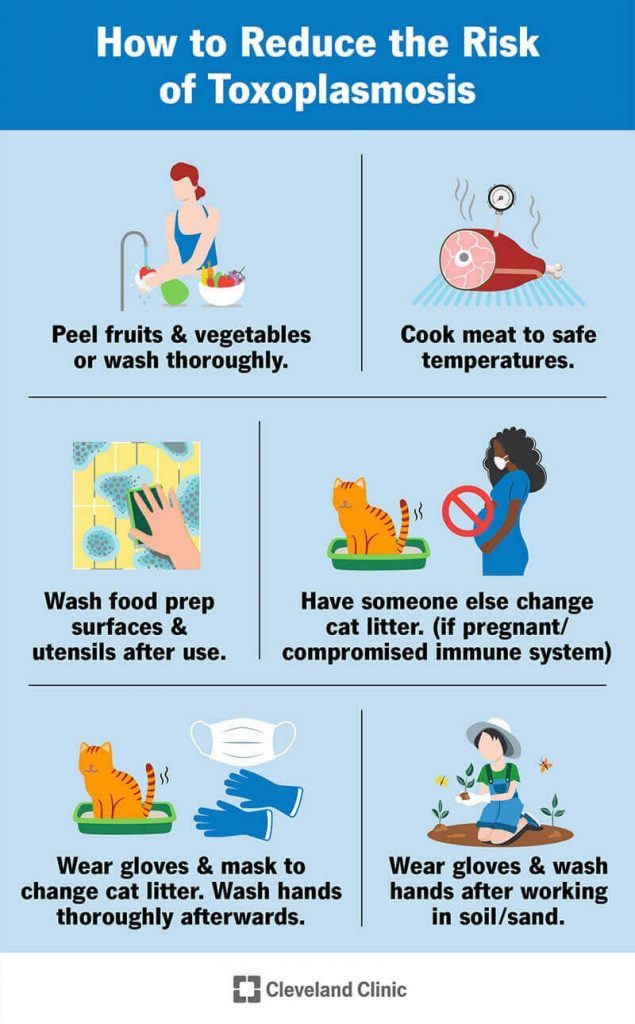 Toxoplasmosis Symptoms Treatment Test Cause Transmission