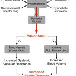 Vasopressin Blood Pressure Uses Warnings Side Effects Dosage