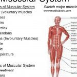 What Are the 5 Main Functions of the Muscular System