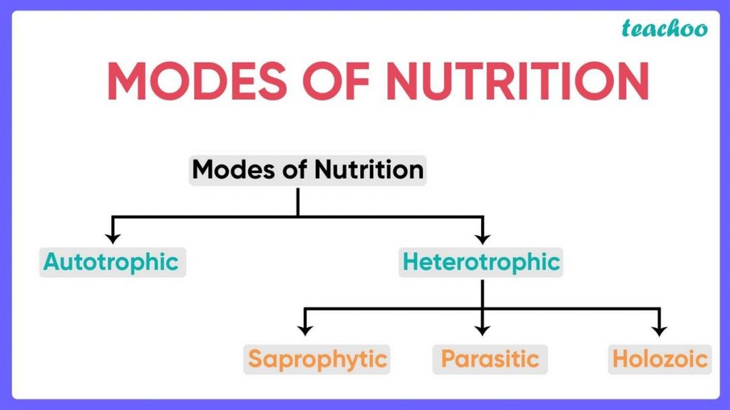 What Are the 7 Types of Nutrition