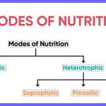 What Are the 7 Types of Nutrition