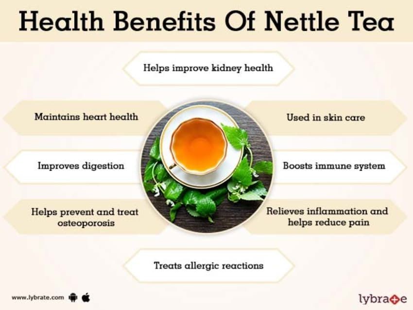 What Are the Benefits of Drinking Nettle Tea Side Effects